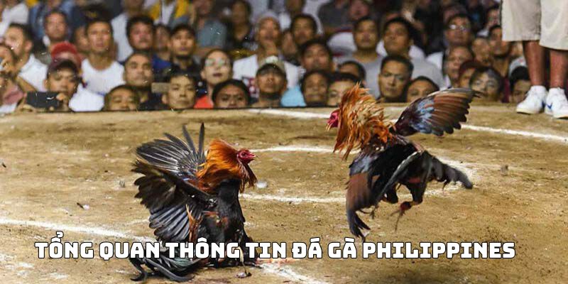 Tổng quan thông tin đá gà Philippines