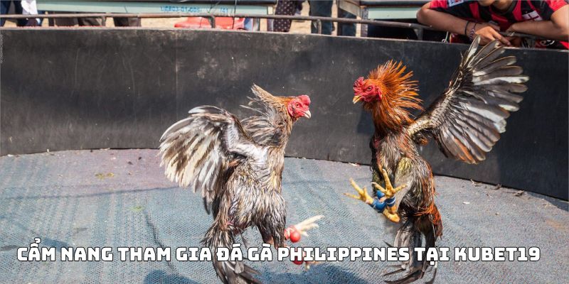 Cẩm nang tham gia đá gà Philippines tại Kubet19