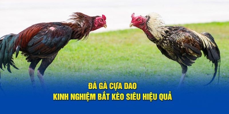 Đá gà Campuchia cựa dao được yêu thích tại nhà cái Kubet