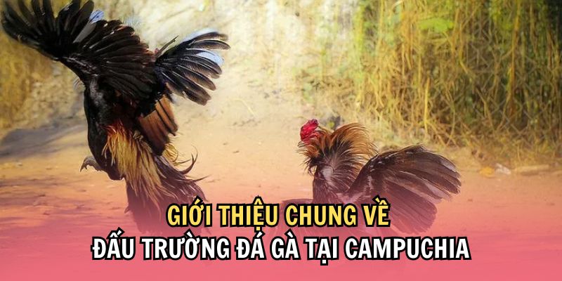 Tìm hiểu thông tin sơ lược về hình thức đá gà Campuchia