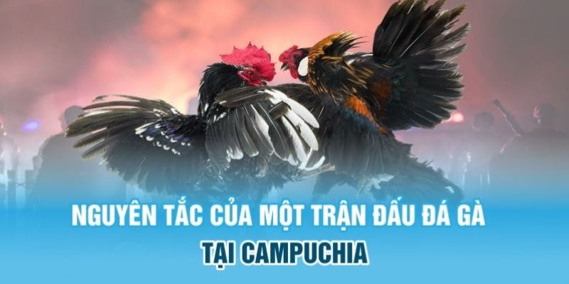 Luật chơi và nguyên tắc đặt cược tại hình thức đá gà Campuchia