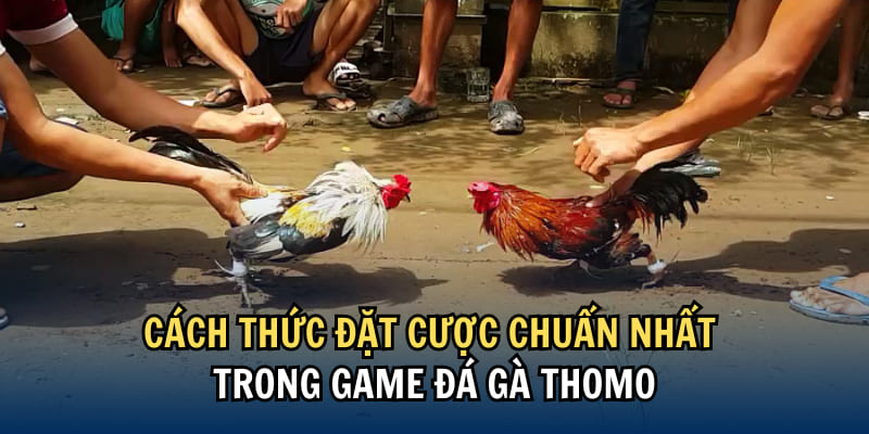 Các bước tham gia đá gà Thomo cực chuẩn tại nền tảng Kubet